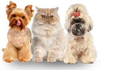 Salon strzyżenia psów i kotów LIKE